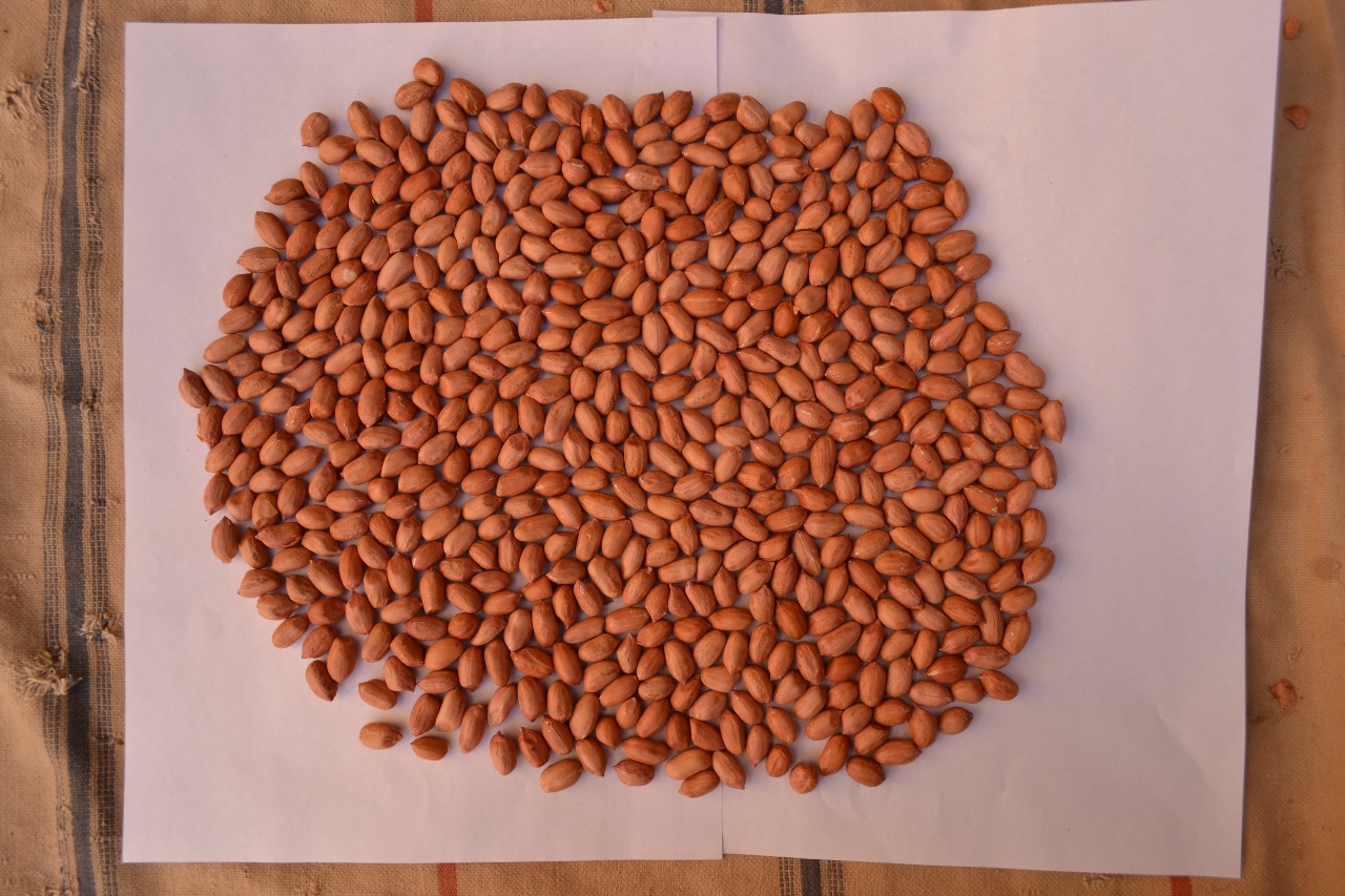 Peanut Seeds Bold G20